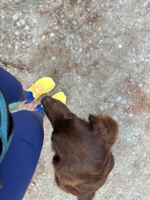 Immagine 1 di F. Namie su Altra - Women's Timp 5 - Scarpe per trail running