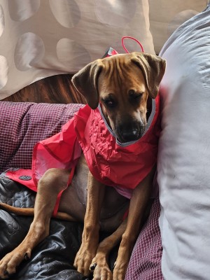 Immagine 1 di Petra Maria su Hunter - Dog Coat Uppsala Rain - Cappottini per cani