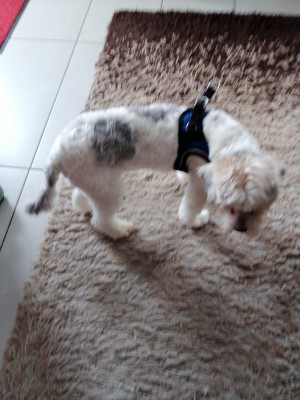 Immagine 1 di Ruth su Hunter - Harness Hilo Comfort - Imbracatura per cani