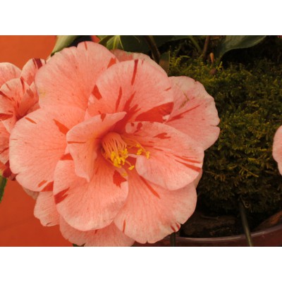 Immagine 1 di Christa su MSR - Spork - Set posate