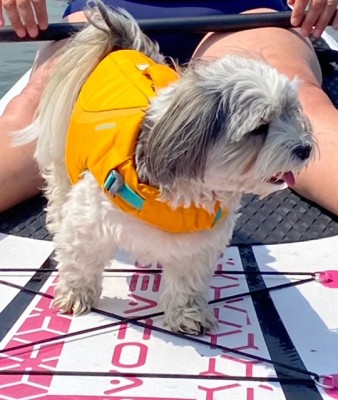 Immagine 1 di Gerlind su Ruffwear - Float Coat - Imbracatura per cani