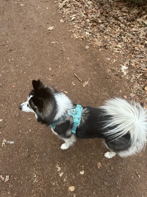 Immagine 1 di Mandy su Ruffwear - Front Range Harness - Imbracatura per cani