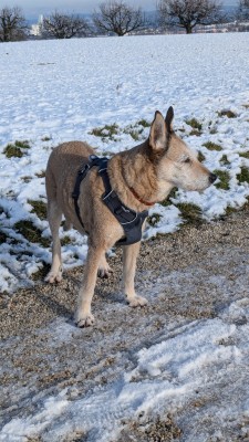 Immagine 1 di Sabina su Ruffwear - Front Range Harness - Imbracatura per cani