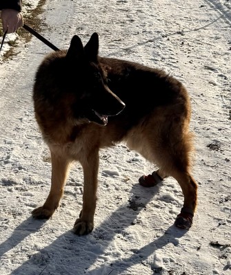 Immagine 1 di Claudia su Ruffwear - Grip Trex - Scarpe per cani