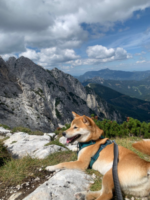 Immagine 1 di Sanne su Ruffwear - Roamer Leash - Guinzagli per cani