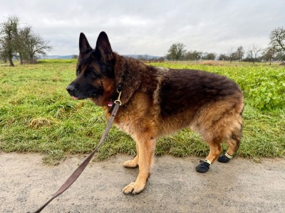 Immagine 1 di Claudia su Ruffwear - Summit Trex Shoe - Scarpe per cani