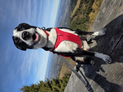 Immagine 1 di Max su Ruffwear - Web Master Harness - Imbracatura per cani