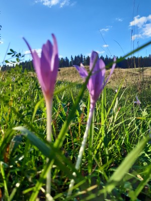 Immagine 1 di Daniela su Smartwool - Women's Run Zero Cushion Ankle - Calze da running