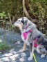 Immagine 2 di Angela su Ruffwear - Flagline Harness - Imbracatura per cani