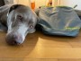Immagine 1 di hessameddin su Ruffwear - Kibble Kaddie - Accessori per cani