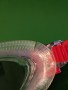 Immagine 2 di Jeremias su Speedo - Biofuse 2.0 - Occhialini da nuoto